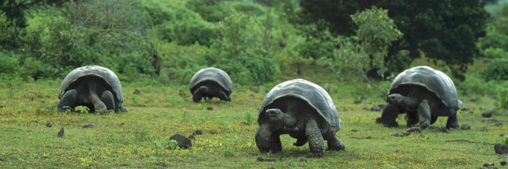 Galapagos Tortoises