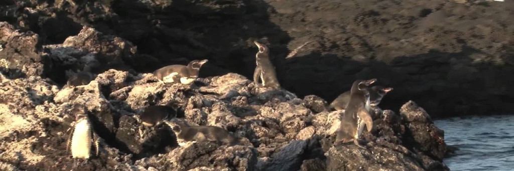 Galapagos Penguin